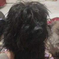 حیوانات خانگی