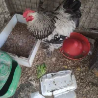 مرغ وخروس برهما