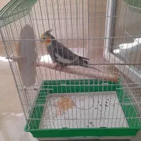 پرنده عروس هلندی