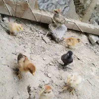 جوجه مرغ