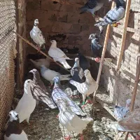کفتر گرفتنی