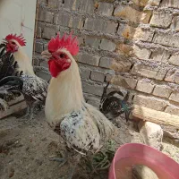خروس سیلور براکل