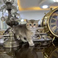 بچه گربه های خوشکل با رنگ گلد و بلک گلد