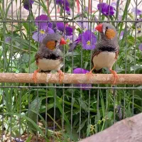 فنچ|پرنده|دلیجان, |دیوار