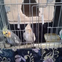 عروس هلندی نروماده