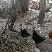 خروس.مرغ.جوجه محلی