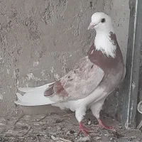 کبوتر پرشی ساعتی اوچان اویناق