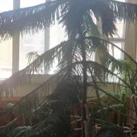 کاج مطبق