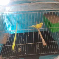 مرغ عشق خوبی نرش مرد