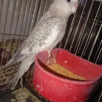 ماده عروس