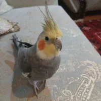عروس هلندی گم شده