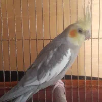 جفت عروس هلندی