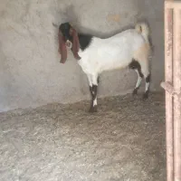 گوسفند نر