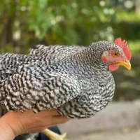 خروس آمروک امروک
