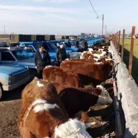 گوساله ارسال به سرتاسرکشورسیمینتال گرگان