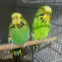 جفت انگلیسی اورجینال معاوضه با سهره