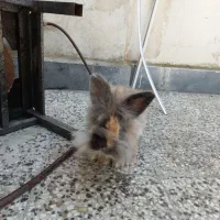 خرگوش لوپ