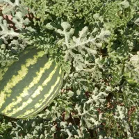 هندوانه آماده فروش سر زمین،همدان