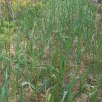 برگ سیر محلی اورگانیک