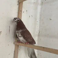 کفتر