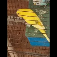 مرغ عشق