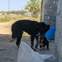 سگ ترکی هردونر