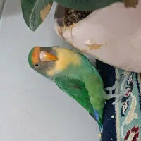 طوطی کوتوله