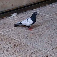کبوتر سینه سیاه