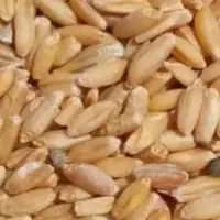خرید  گندم دیم
