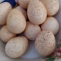 تخم نطفه دار بوقلمون