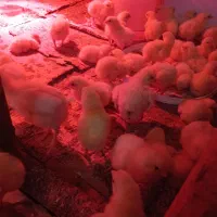 جوجه نژاد گوشتی دو سه روزه