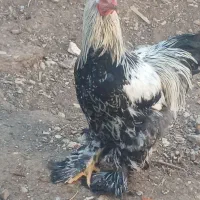 خروس برهما اصل