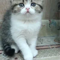 گربه بریتیش اصیل