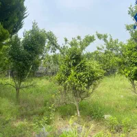 فروش باغ .کمالشهر  .