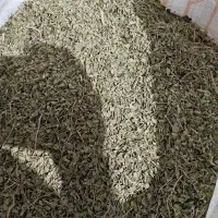 اویشن برگ پهن کوهی عمده گل اویشن