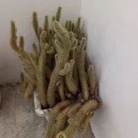 کاکتوس|گل و گیاه طبیعی|شیراز, شهرک برق|دیوار