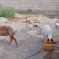 گوسفند گلباف