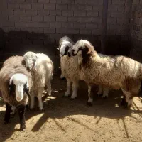 ۵راس‌بره‌چاق