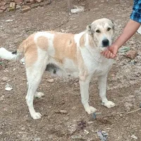 سگ ماده