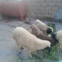 گوسفند