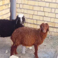 بره نر و ماده