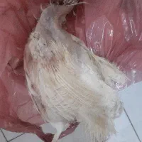 مرغ مادر کشتار روز