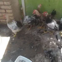 جوجه خروس