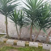 یوکا