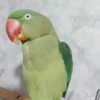 شاه طوطی