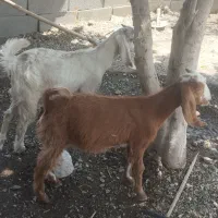 جفت کهره فاریاب