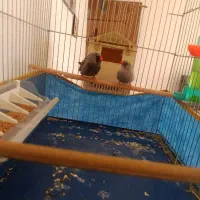 فنچ شارکول بلک وارداتی