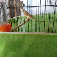 قناری مرق عشق فنچ طوطی برزیلی