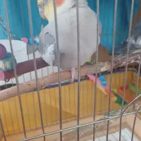 عروس هلندی نر