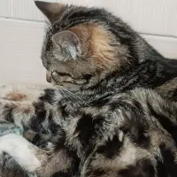 واگذاری گربه